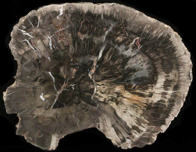 Petrified Wood (Araucaria) Round - Arizona #40157